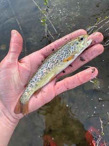 Brown Trout