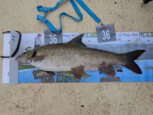 Barbel