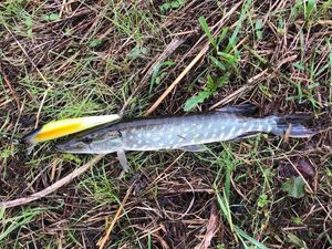 Northern Pike