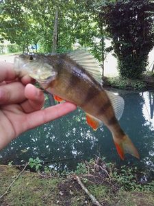 European Perch
