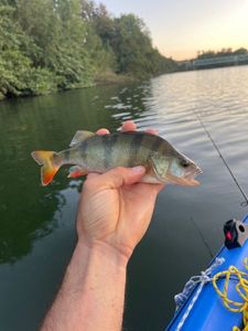 European Perch