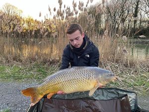 Common Carp