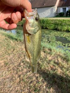 Largemouth Bass