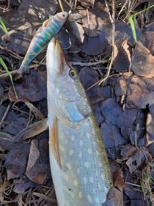 Northern Pike