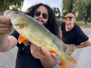 European Perch
