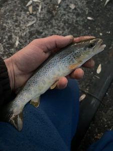 Brown Trout