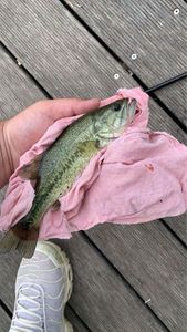 Largemouth Bass