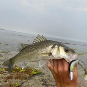 European Bass (Seabass)