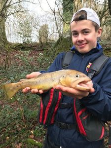 Brown Trout