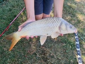 Common Carp