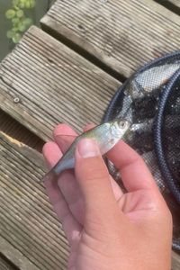 White bream