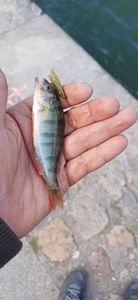 European Perch