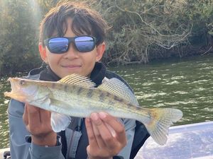 Zander