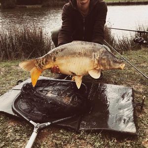 Mirror Carp