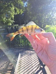 European Perch