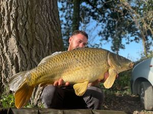 Common Carp