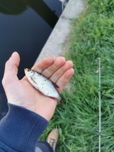 Roach