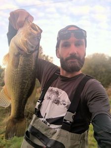 Largemouth Bass