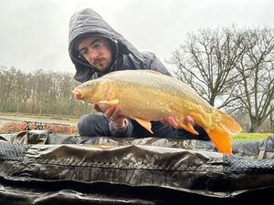 Mirror Carp