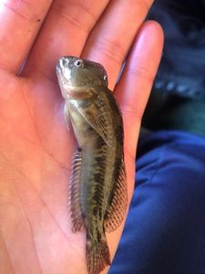 Giant Goby