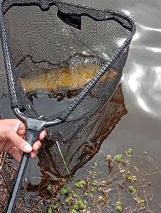 Tench