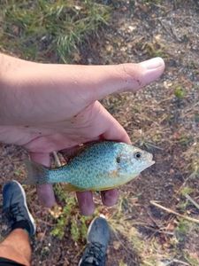 Green Sunfish