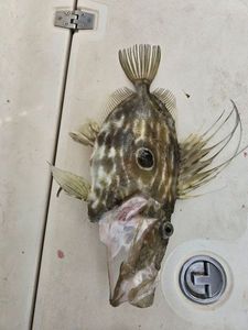 John Dory