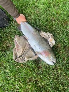 Rainbow Trout