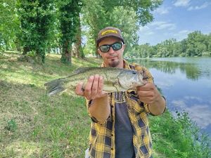 Largemouth Bass