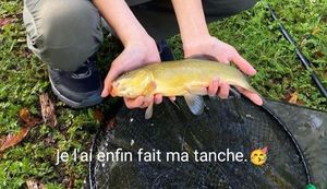 Tench