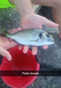 Gilthead Seabream