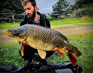 Common Carp