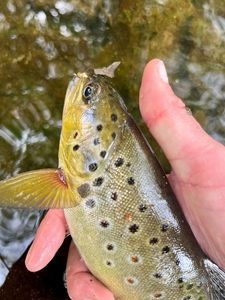 Brown Trout