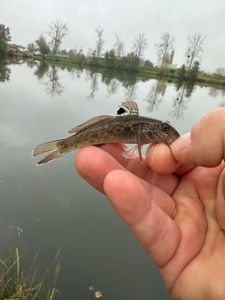 Round Goby