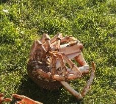 European Spider Crab