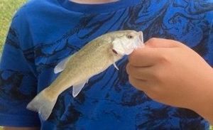 Largemouth Bass