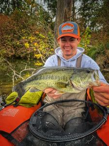 Largemouth Bass