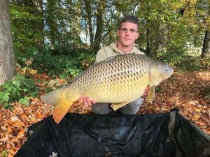 Common Carp