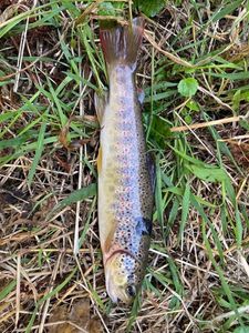 Brown Trout