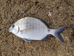 White Seabream