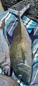 Bluefin Trevally