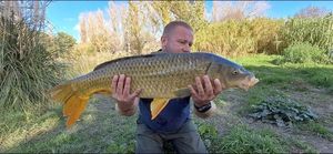 Common Carp