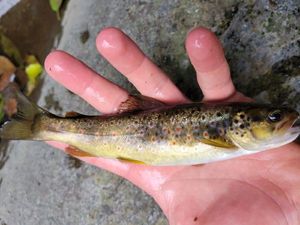 Brown Trout