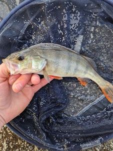 European Perch