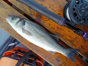 European Bass (Seabass)