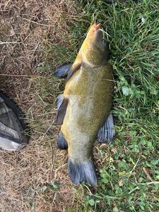 Tench