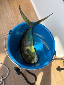 Dolphinfish