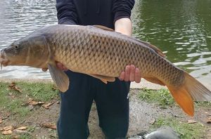 Common Carp