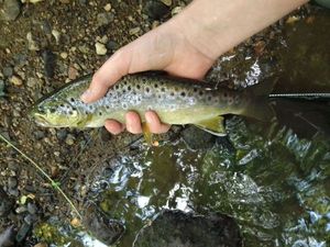 Brown Trout