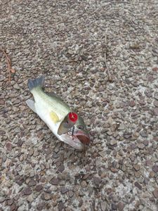 Largemouth Bass